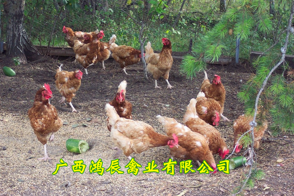 农村养殖蛋鸡需要什么条件