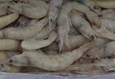 上海南美白虾进口报关税率征收基础
