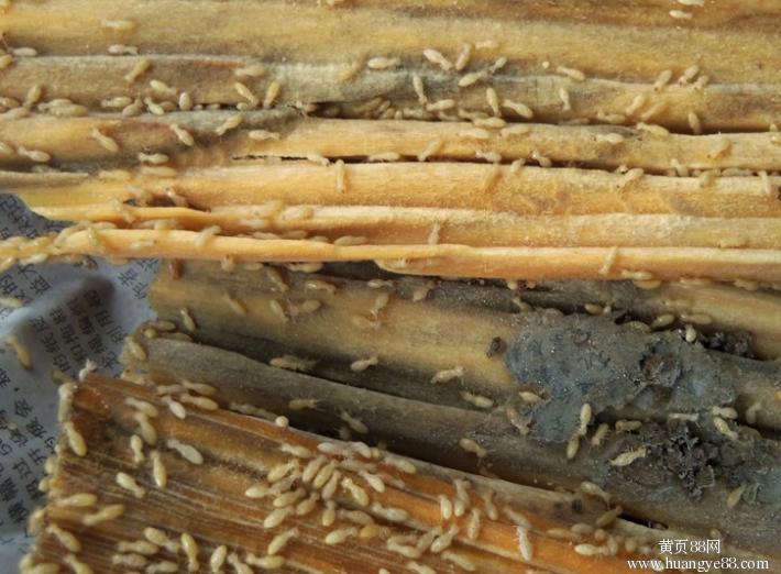 名山灭飞蚂蚁公司A级资质 成都绿卫有害生物防治有限公司