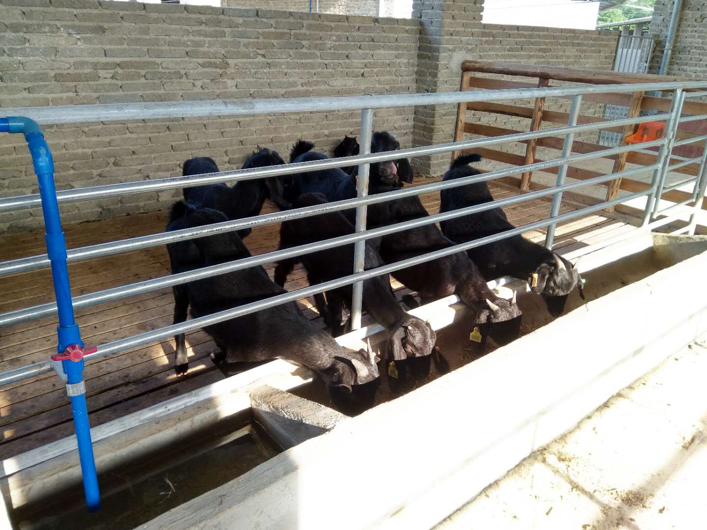 重庆市纯种努比亚黑山羊养殖基地