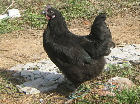 五黑鸡苗价格及养殖方法