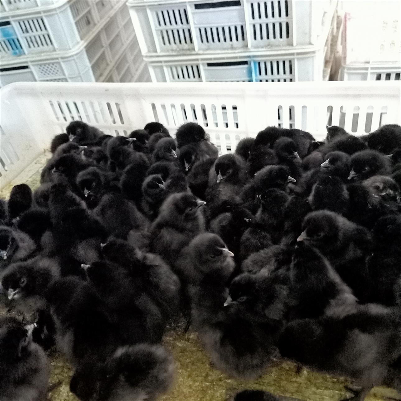 梅州市五黑鸡苗价格 散养
