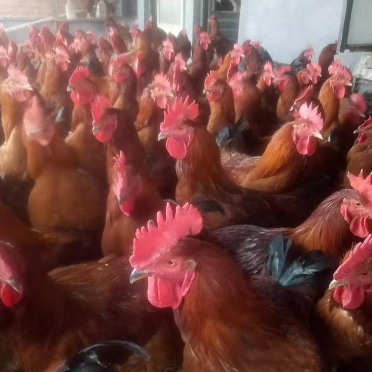 红玉鸡 高产蛋率土鸡苗 高成活率