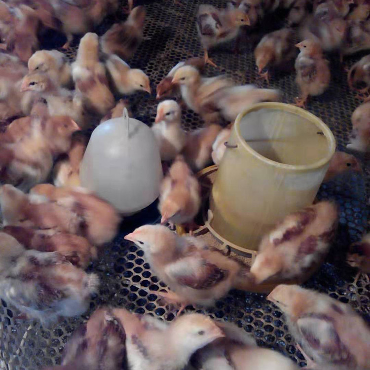红玉鸡 高产蛋率土鸡苗 厂家出售