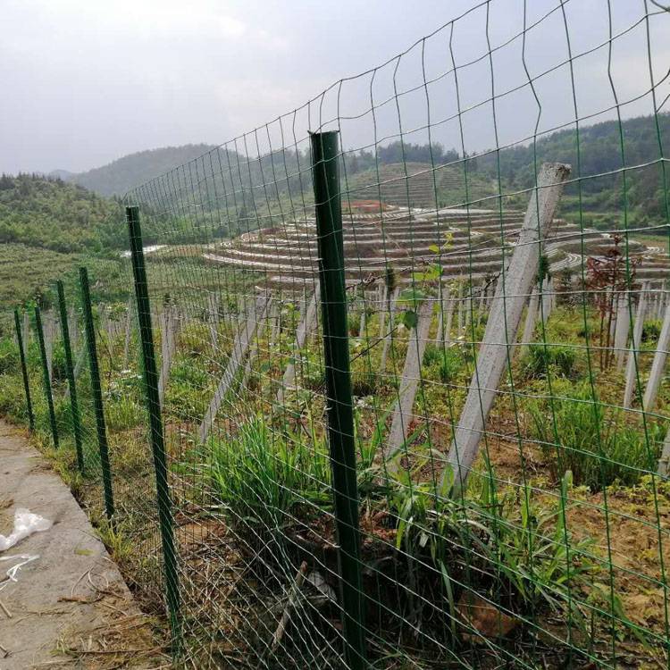 果园圈地养殖养鸡围网供应商 野鸡山鸡养殖网 养殖铁丝网 铁网围栏栅栏