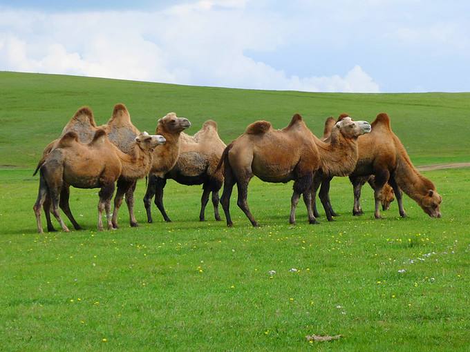 中科特医乳业隆重推出骆驼奶粉代加工业务