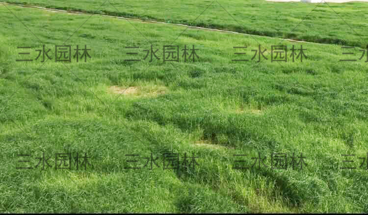 福州新建机场场地及边坡绿化**草籽