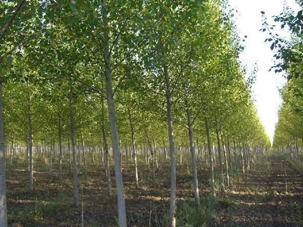 杨树苗基地大量供应 绿化苗木品种齐全