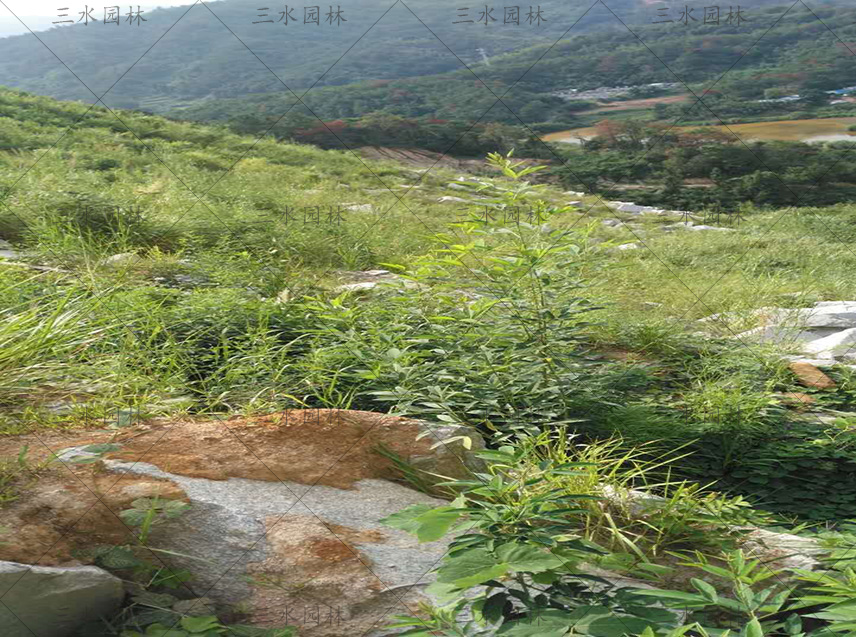 安徽六安路基高边坡采用草籽灌木防护