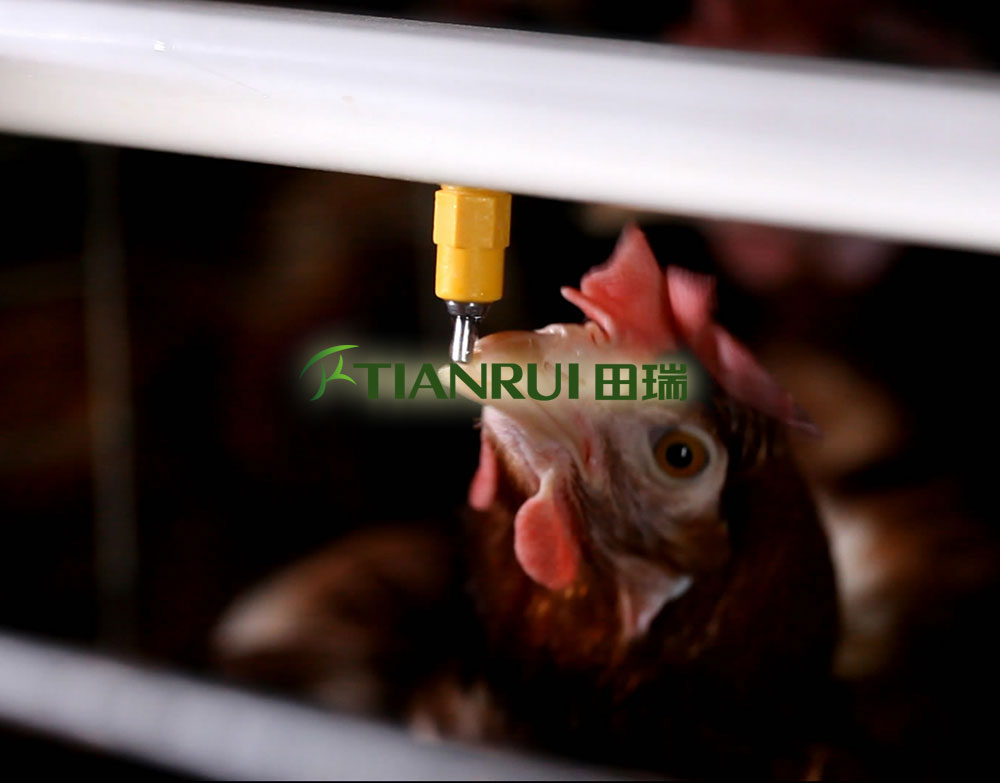 自动化蛋鸡养殖系统 厂家直供