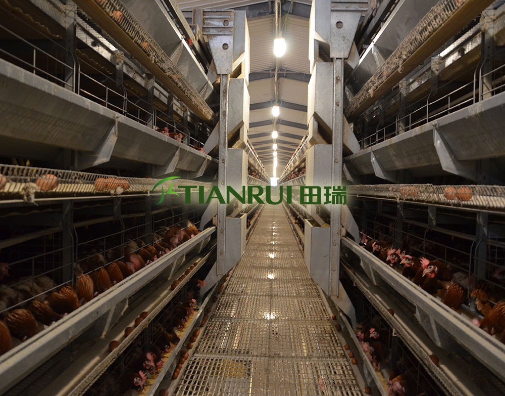 全自动蛋鸡养殖设备 厂家直供