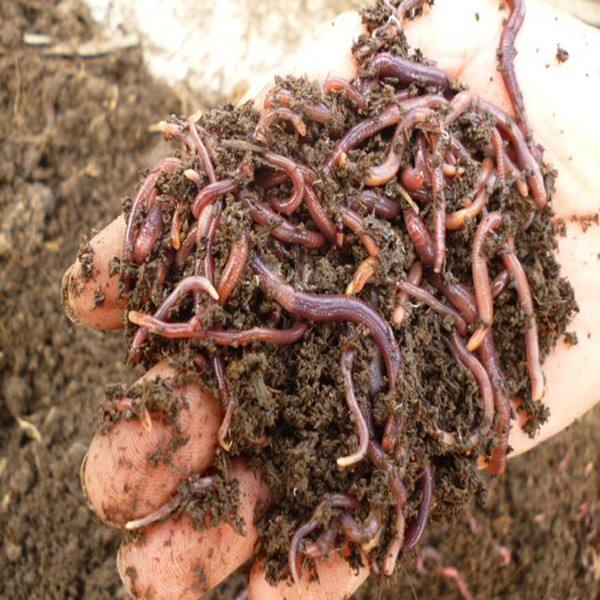 甘肃天水蚯蚓粪肥 营养土那里有 一吨装几包