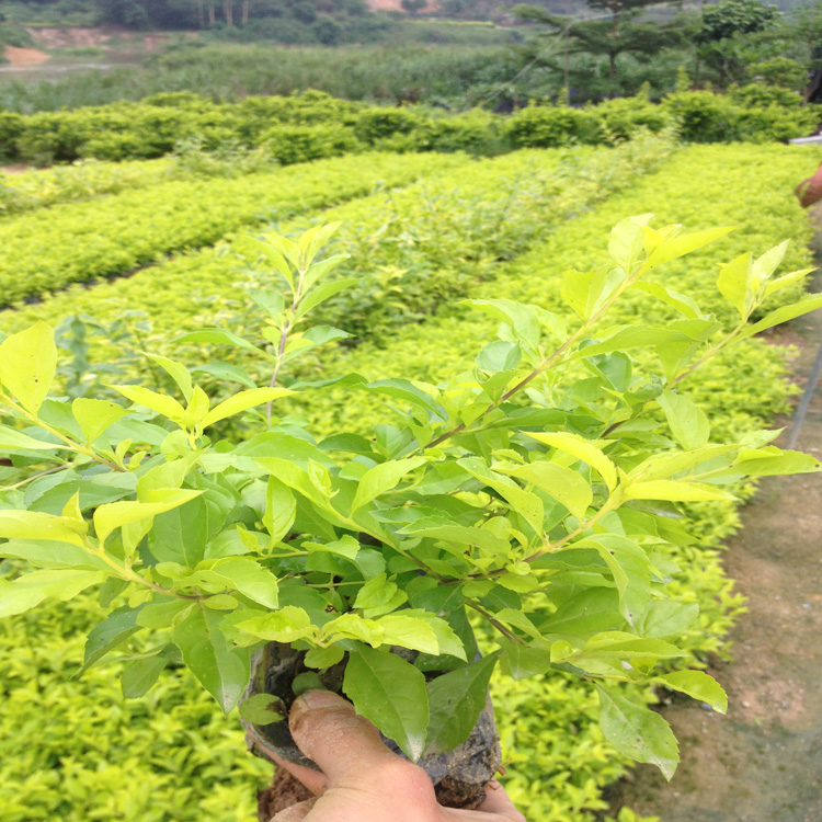 批发黄金叶袋苗 福建黄金叶种植基地 道路小区色块植物