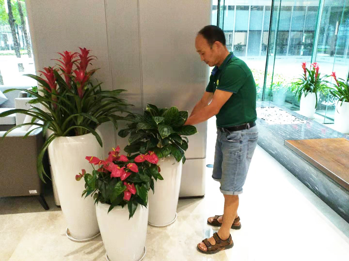 深圳办公绿植租摆 绿化工程惜花花卉带你走入绿植世界