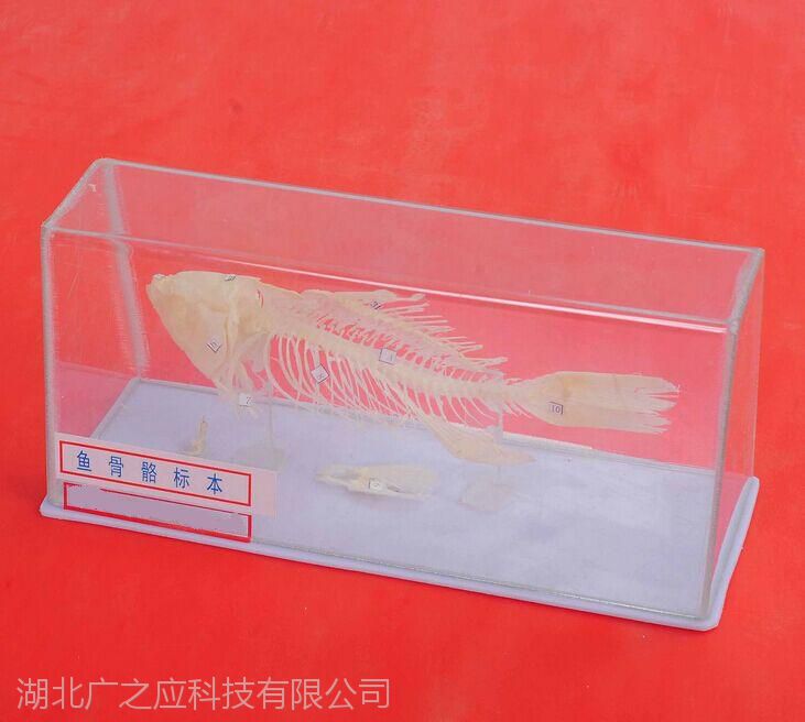 43107鱼骨骼标本