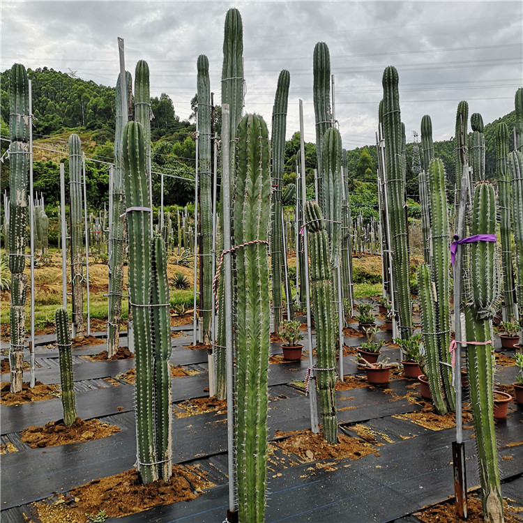 土人之栉柱 仙人柱摩天柱属高5-6米 沙漠园林景观 土人之节柱