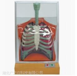 33224人体呼吸运动模型 电动呼吸系统模型