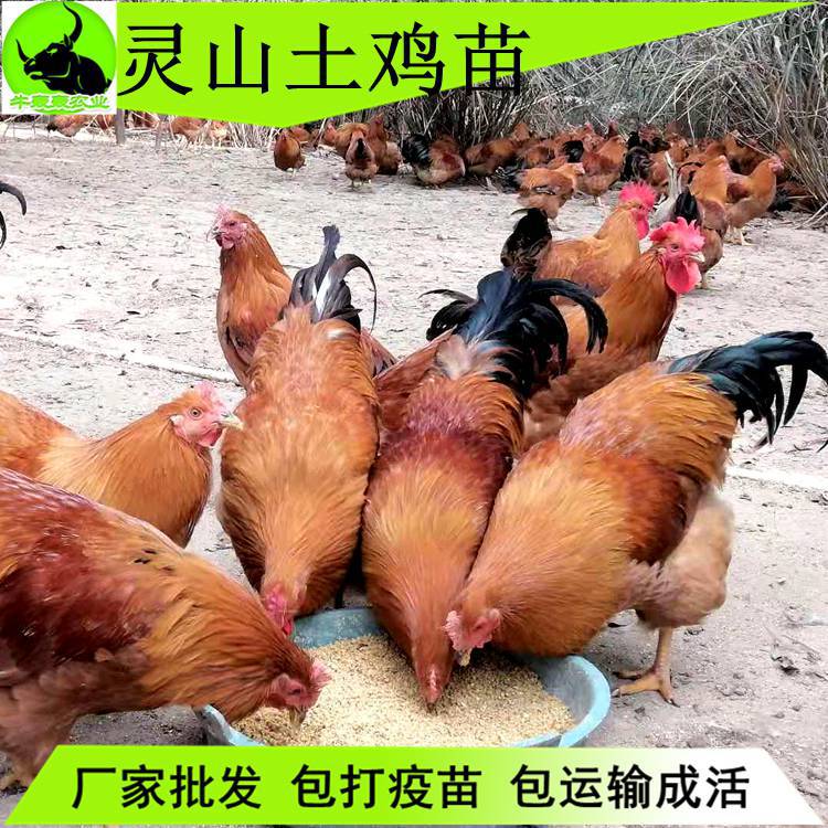 广西土2鸡苗价格包运输成活技术指导