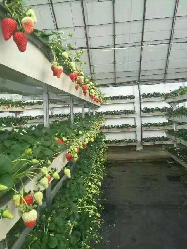 安徽地栽草莓苗、地栽草莓苗前景情况