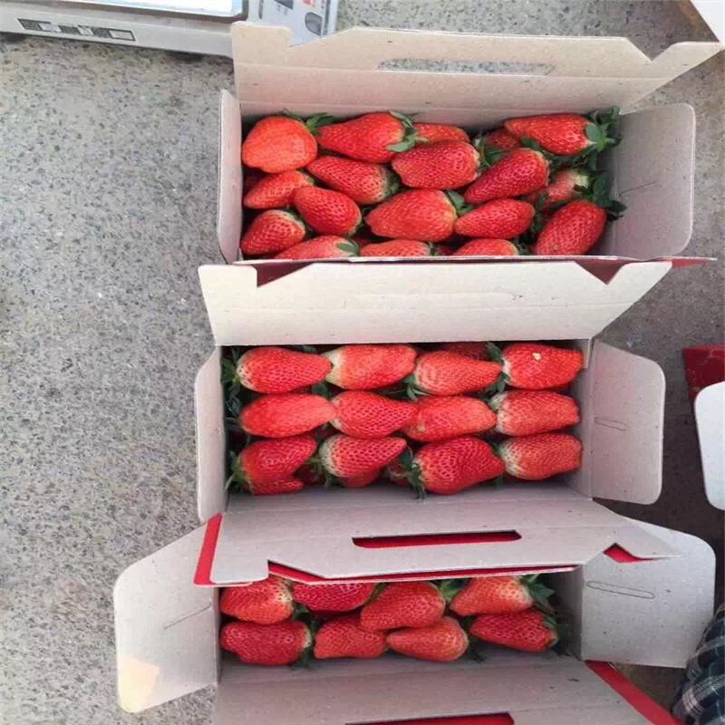 辽宁圣诞红草莓苗、圣诞红草莓苗采购价格
