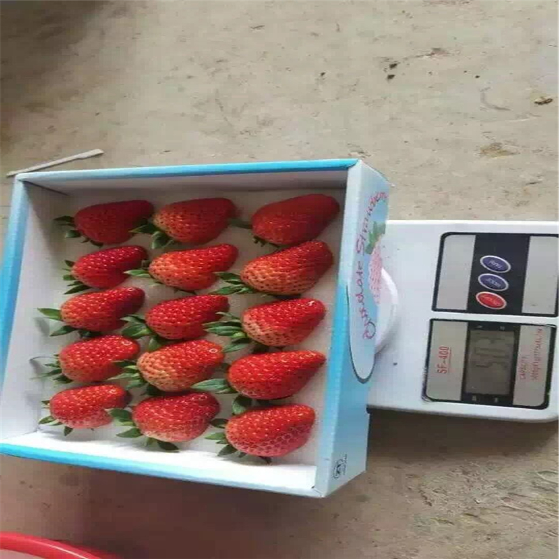 辽宁草莓苗、草莓苗报价