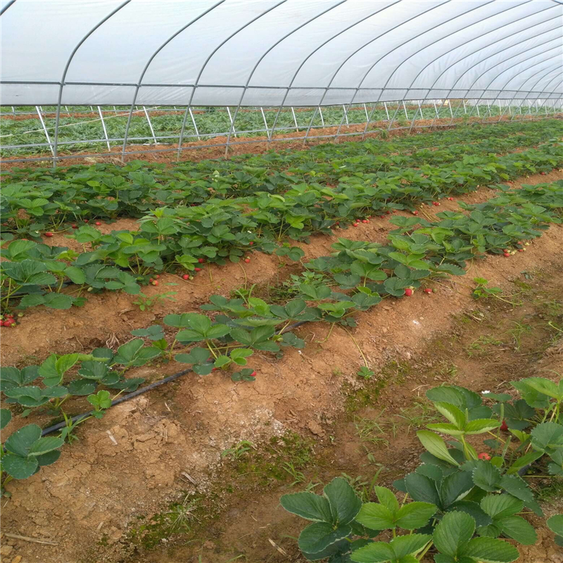 福建地栽草莓苗、地栽草莓苗用的砧木