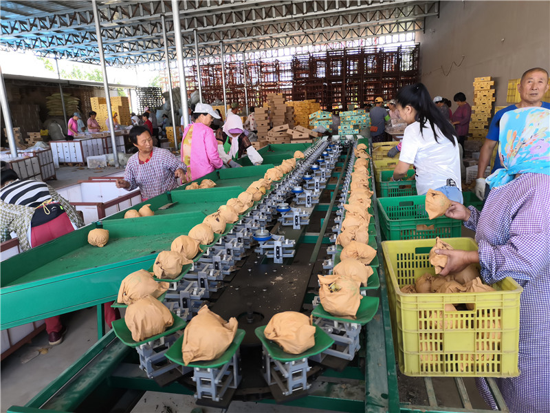 选果机厂家介绍 果蔬分级设备 四川沃柑分大小的机器