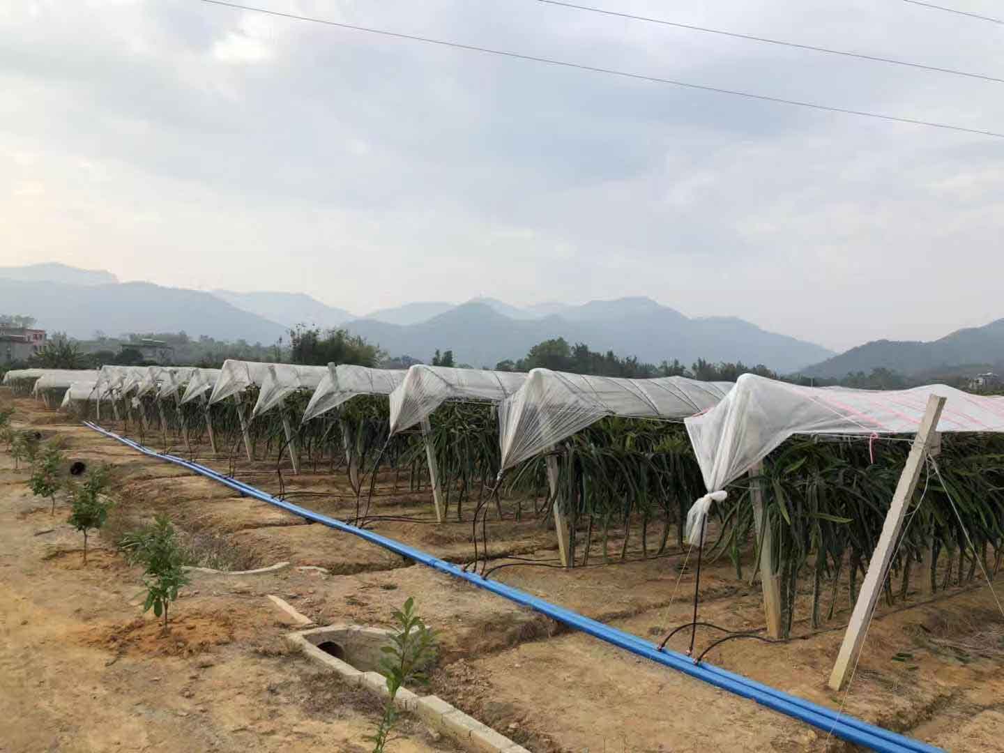 火龙果栽培方法 欢迎咨询 广州市增城大乡里果树种植供应