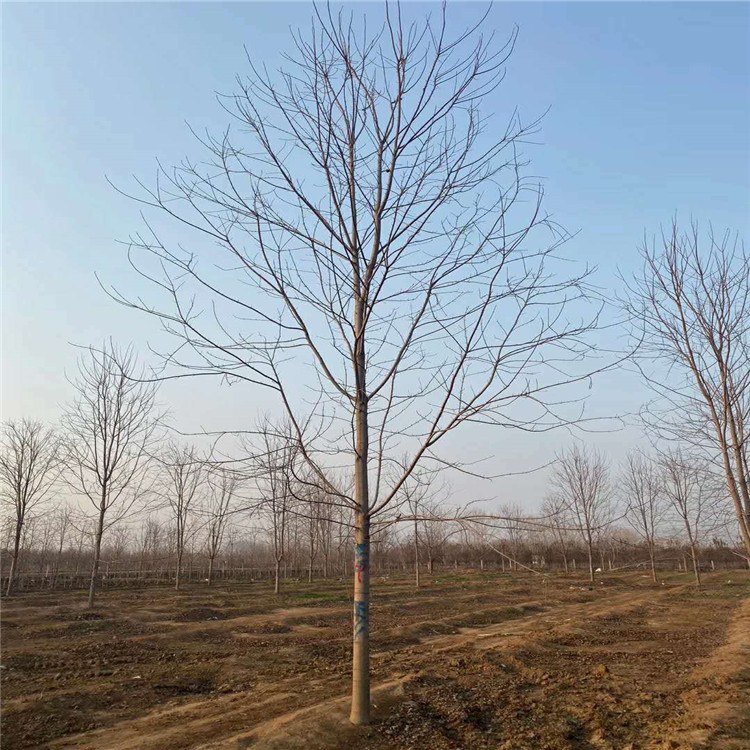 11公分美国红枫 山东昌恒园林绿化工程有限公司