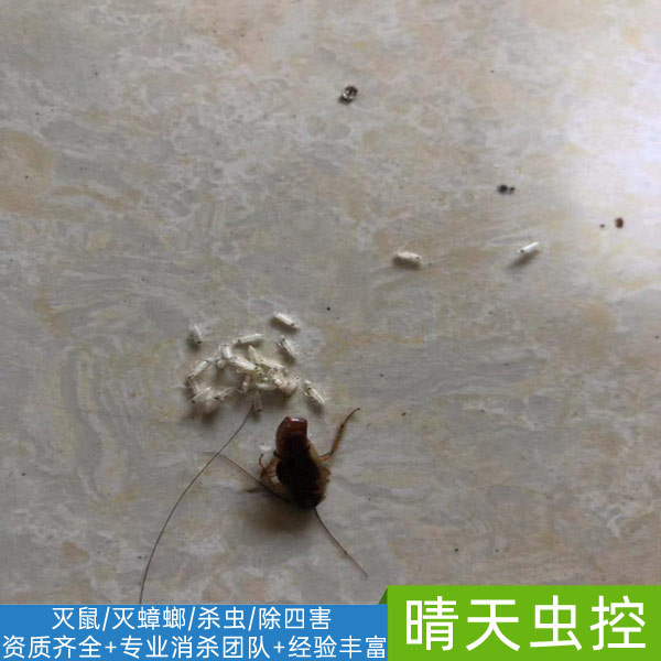 安徽酒店灭蟑螂公司