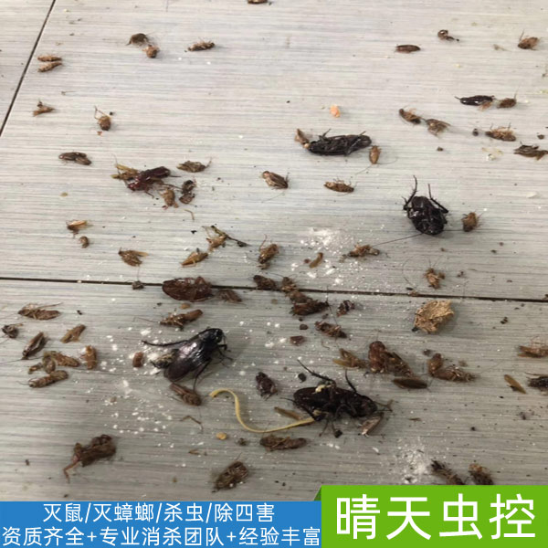 芜湖办公室灭蟑螂服务