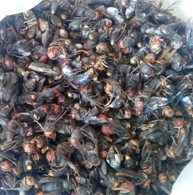 马蜂胡蜂老蜂 红娘金环大胡蜂品种