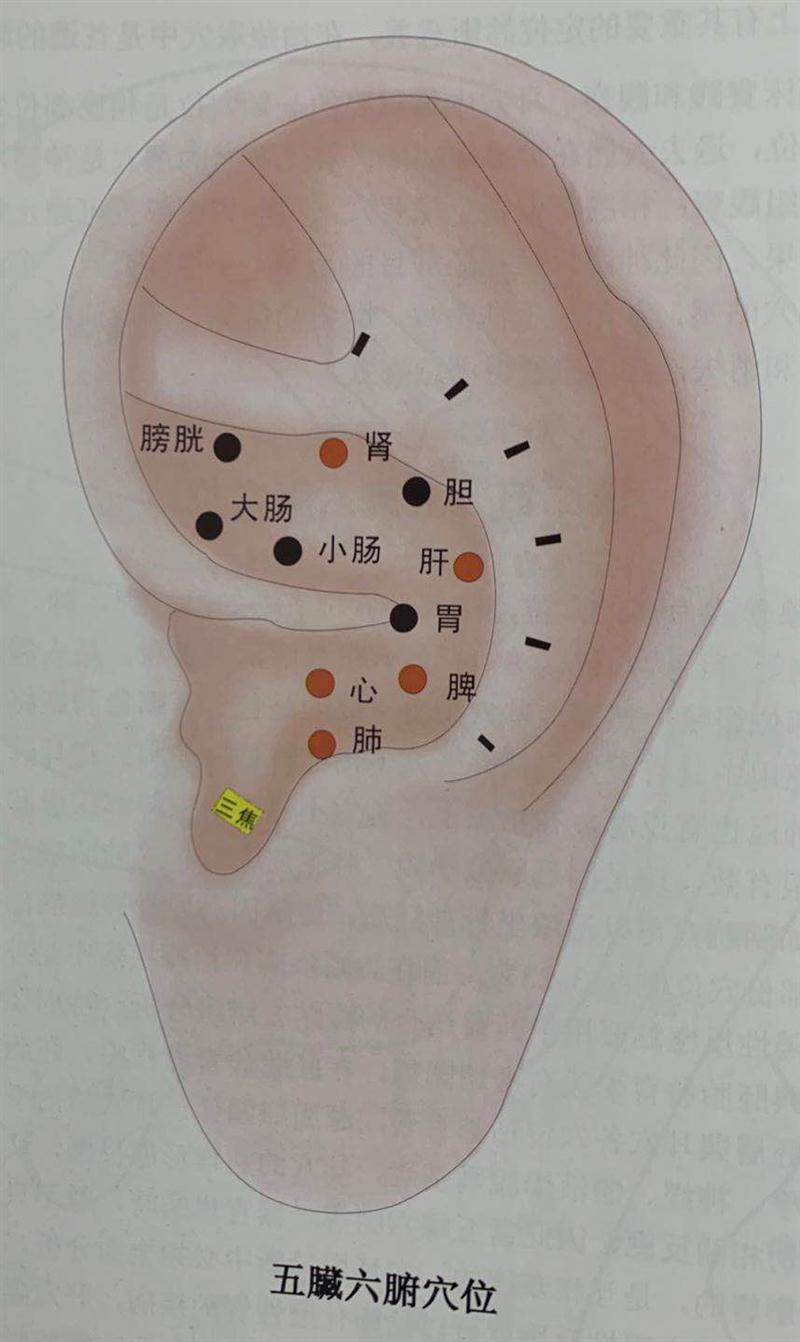 天津耳穴新疗法电话
