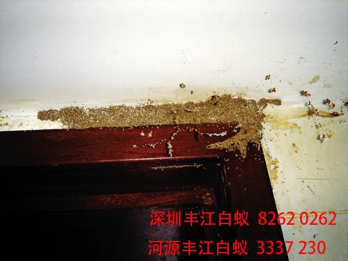 深圳丰江白蚁公司专注新建房屋白蚁预防、白蚁灭治