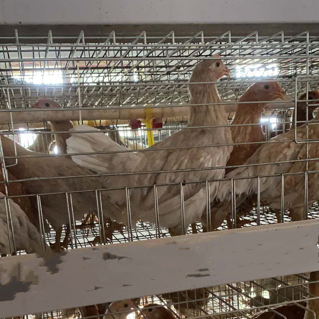 鹤壁市山城区常盛蛋鸡青年鸡养殖场