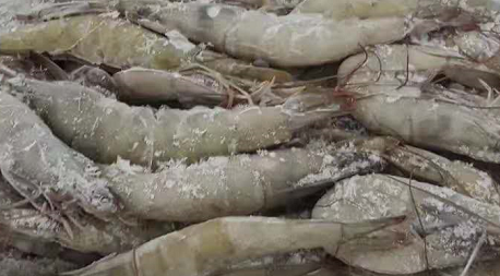 青岛南美白虾进口报关费用正关注意事项