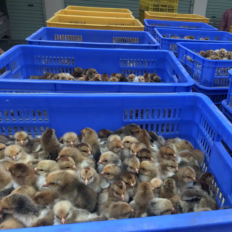 2020年今天贵州兴义三黄鸡苗孵化场养殖技术指导服务