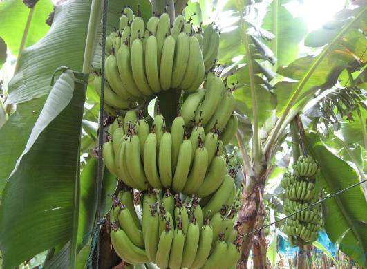 首要了解的香蕉进口清关要点 需要准备的材料