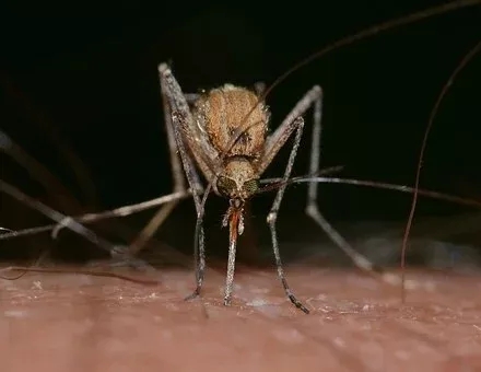 长沙单位灭蚊子公司