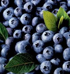 A级冷冻蓝莓 宾德利商贸（青岛）有限公司