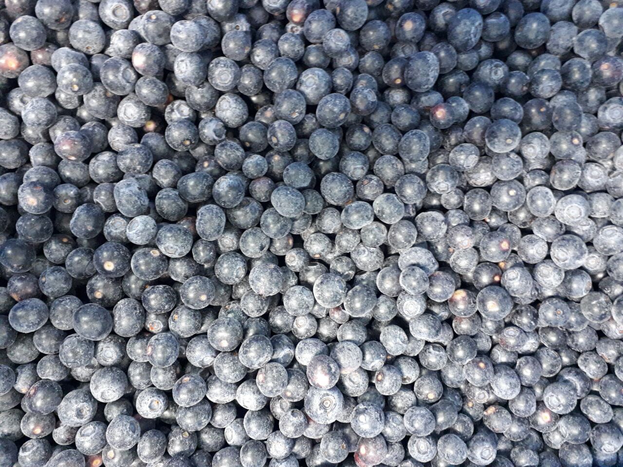 进口冷冻蓝莓供应商 厂家直供