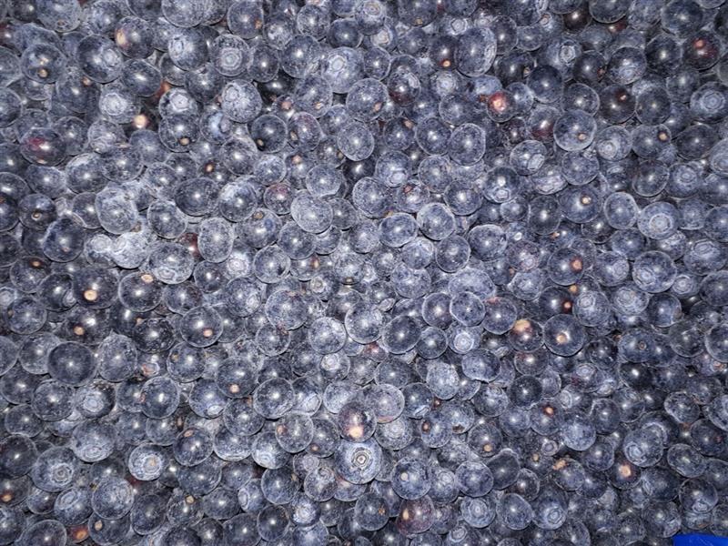 新鲜冷冻蓝莓营养