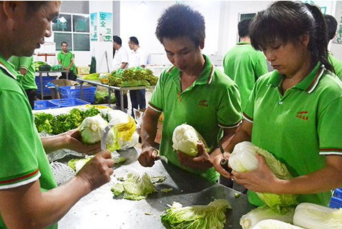 番禺蔬菜配送公司，番禺食堂送菜公司，番禺蔬菜批发公司