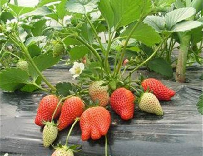 草莓苗价格、妙香草莓苗2020年价格
