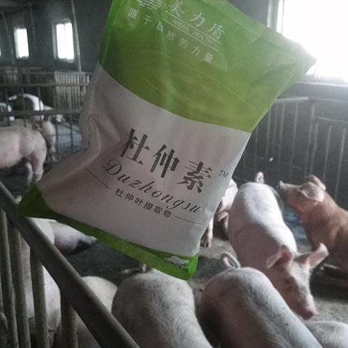 杜仲叶提取物提高母猪生产性能 杜仲素猪