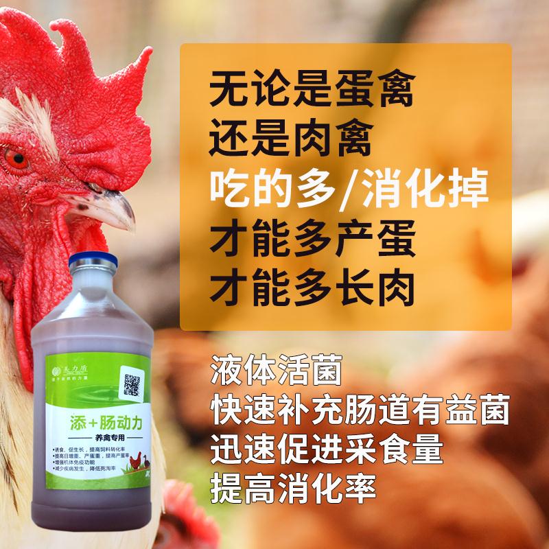 肉鸡出栏增重肉鸡催肥产品肠动力养禽