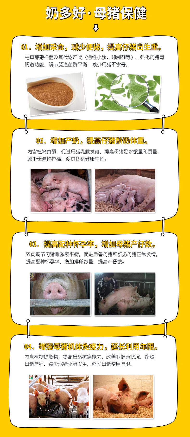 母猪保健调理母猪的亚健康状态
