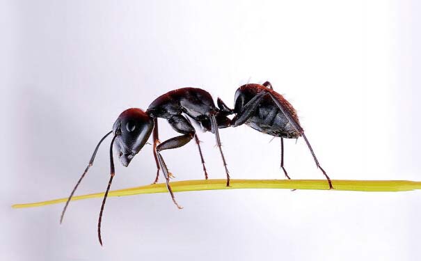长沙医院灭蚂蚁联系方式