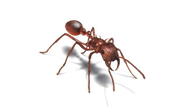 家里白蚂蚁