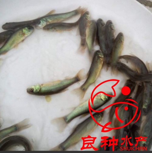 阳江鳊鱼苗价格
